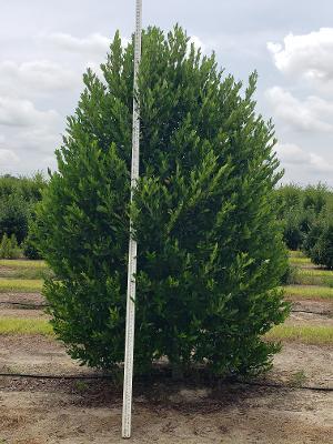 prunus-caroliniana-carolina-cherry-laurel