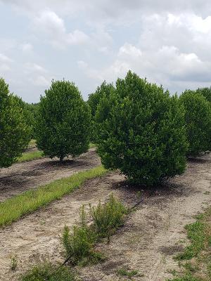 prunus-caroliniana-carolina-cherry-laurel