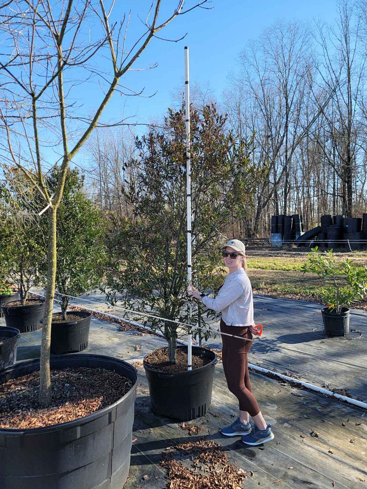 prunus-caroliniana-carolina-cherry-laurel
