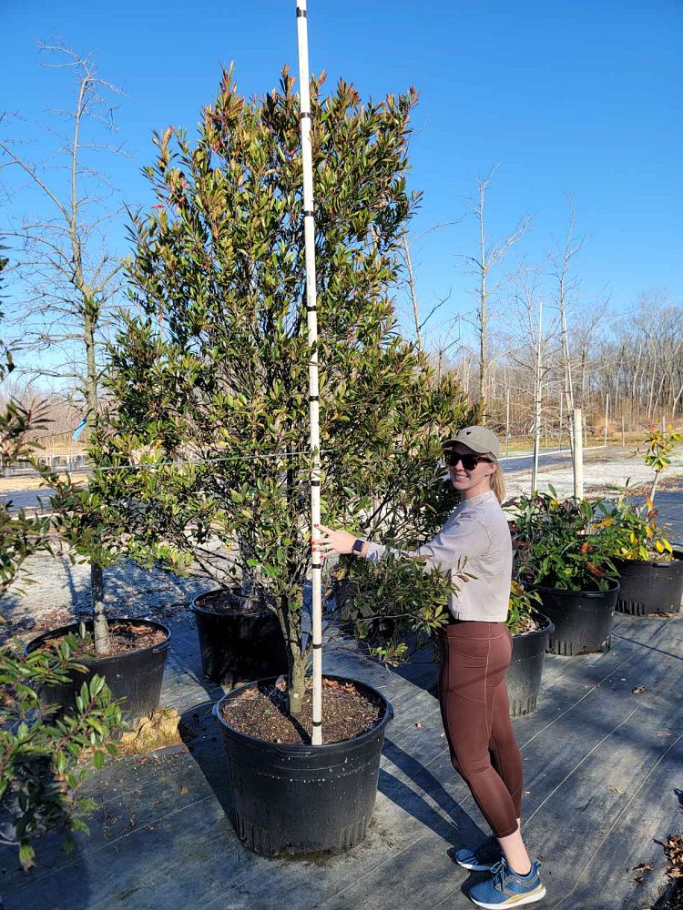 prunus-caroliniana-carolina-cherry-laurel
