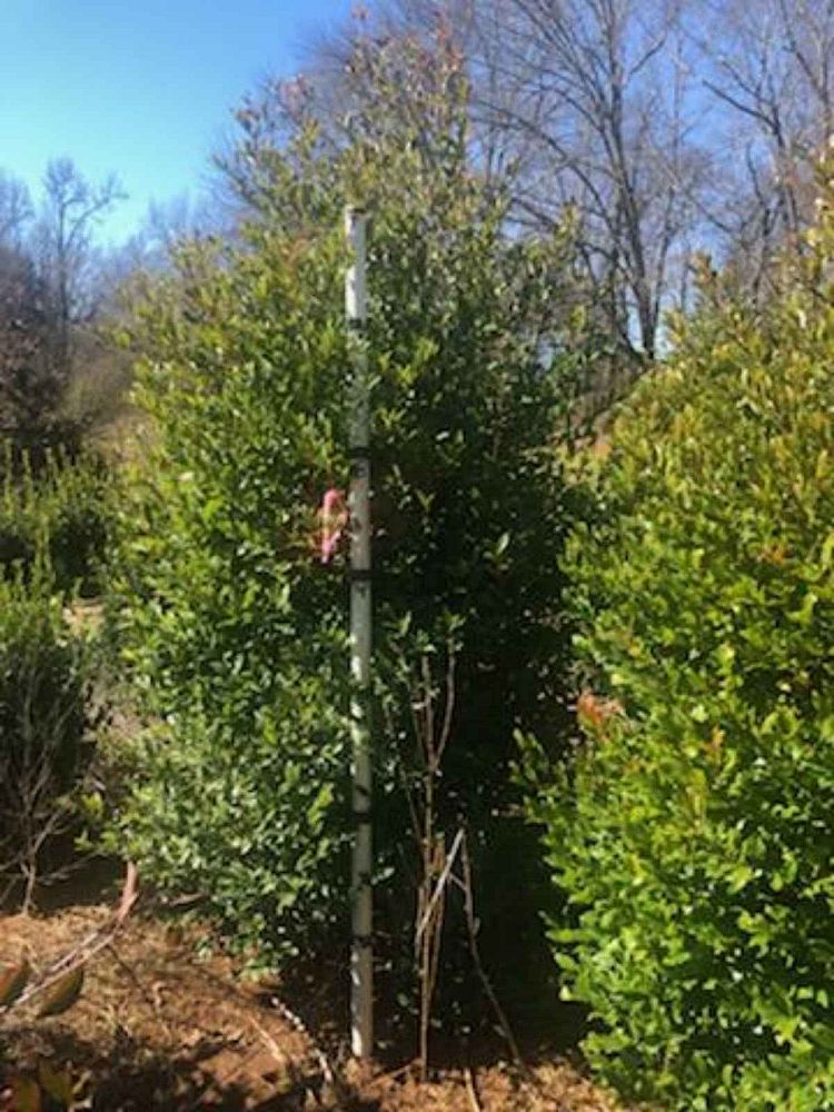 prunus-caroliniana-carolina-cherry-laurel