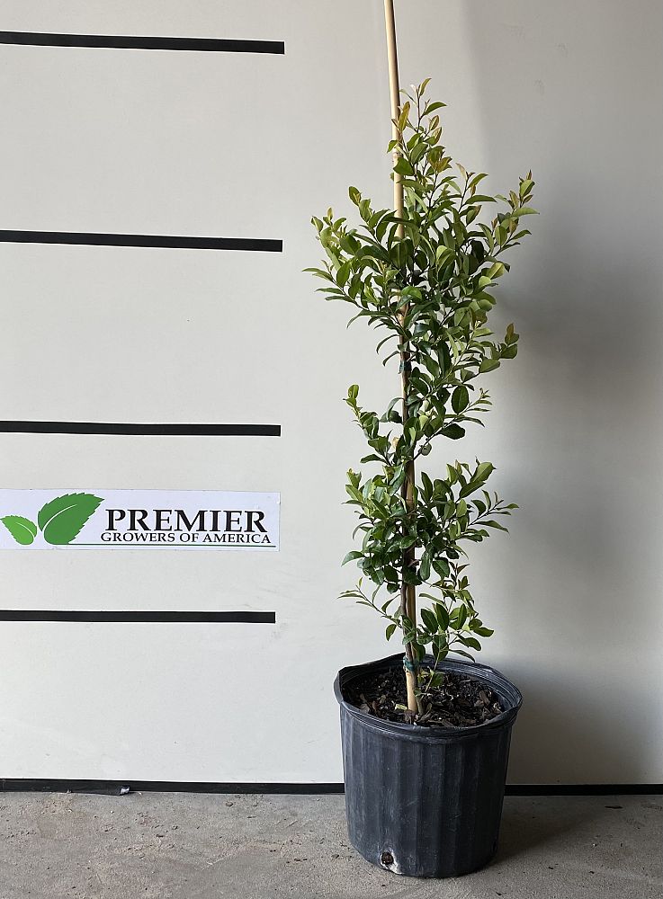 prunus-caroliniana-carolina-cherry-laurel