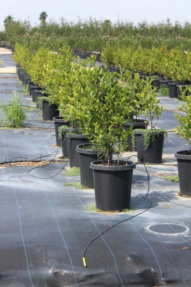 prunus-caroliniana-carolina-cherry-laurel