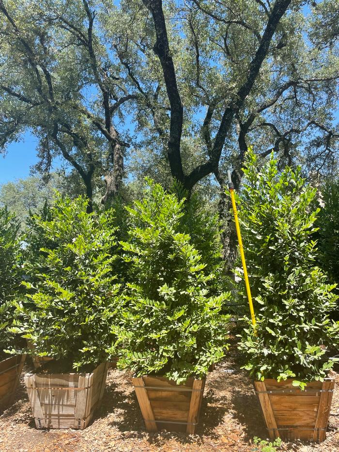 prunus-caroliniana-carolina-cherry-laurel