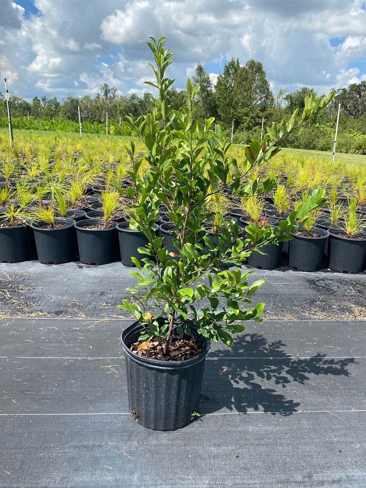 prunus-caroliniana-carolina-cherry-laurel