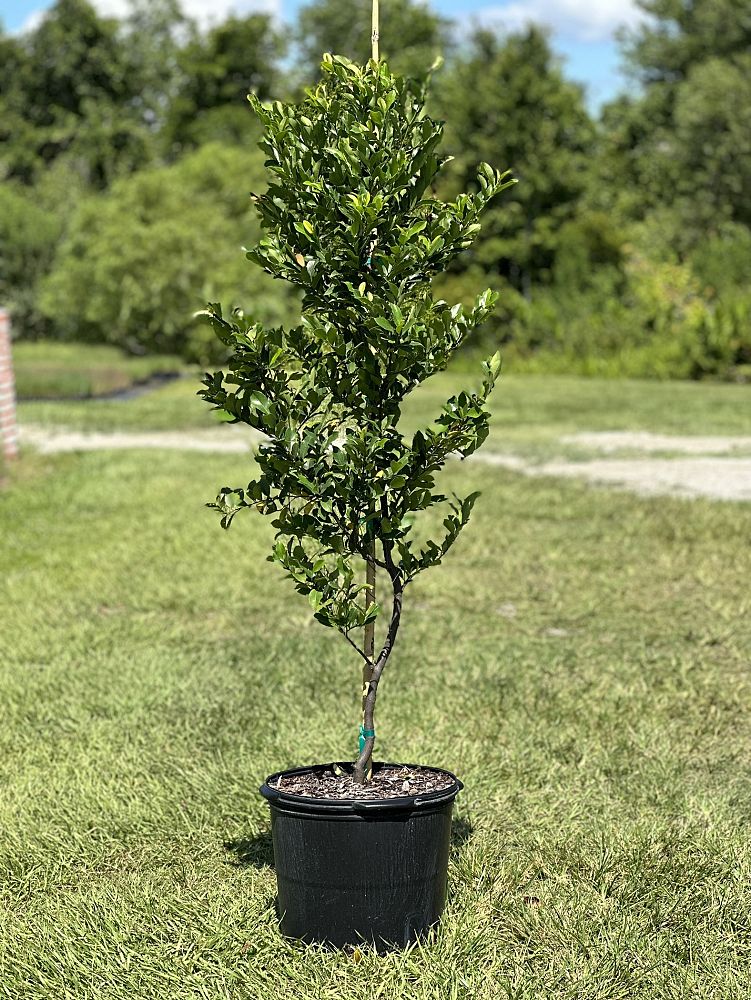prunus-caroliniana-carolina-cherry-laurel