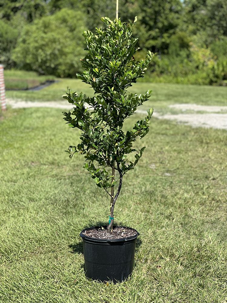 prunus-caroliniana-carolina-cherry-laurel