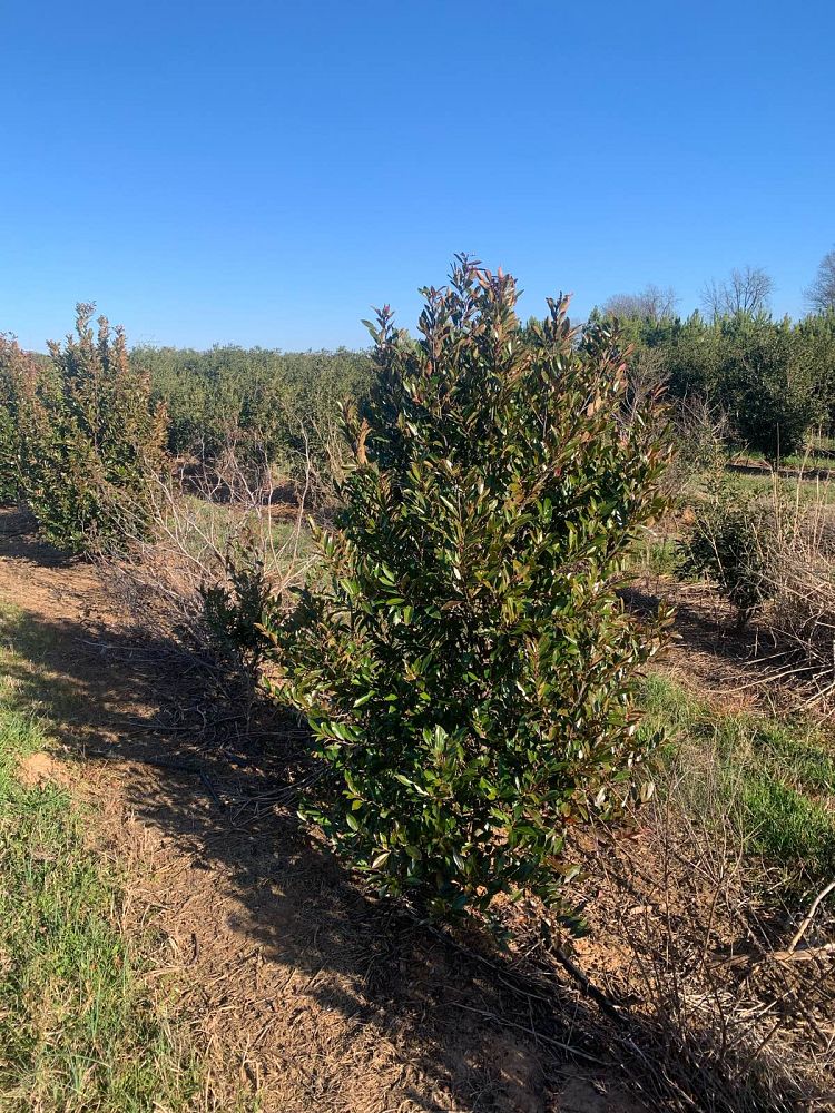 prunus-caroliniana-carolina-cherry-laurel