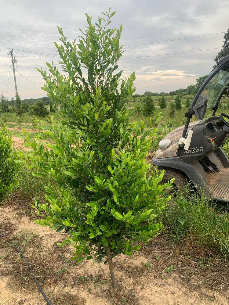 prunus-caroliniana-carolina-cherry-laurel