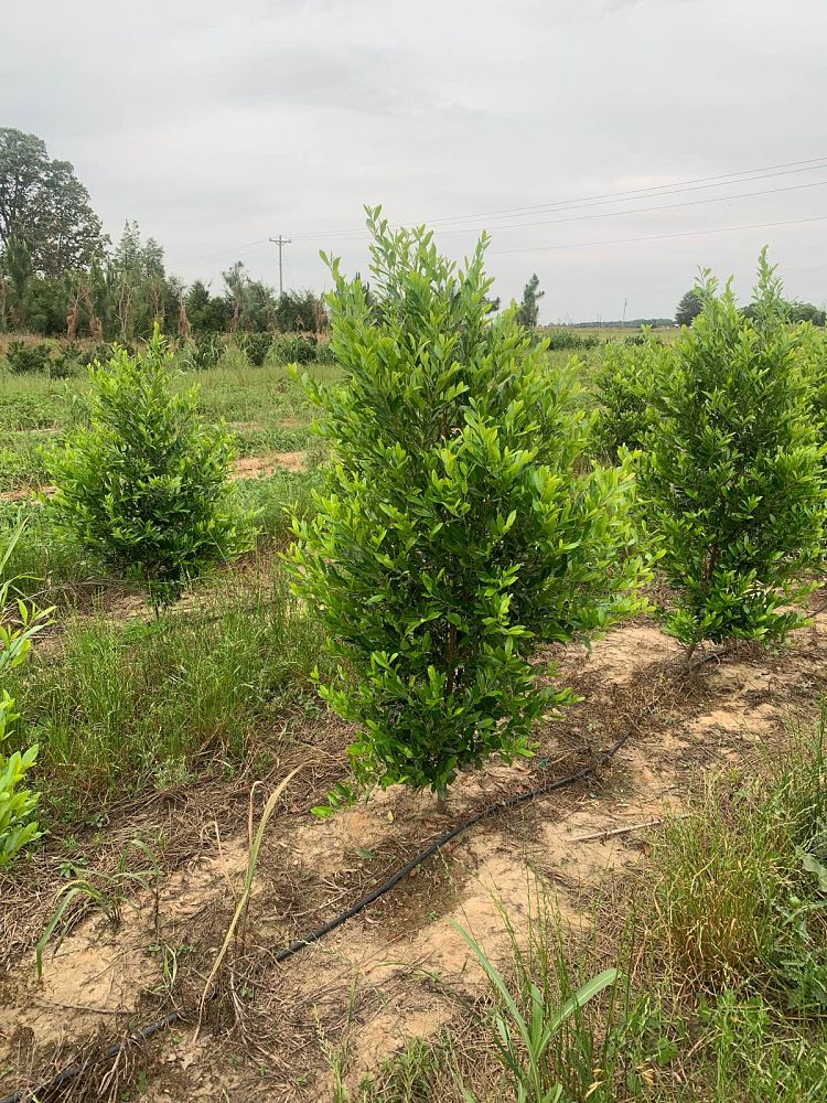 prunus-caroliniana-carolina-cherry-laurel