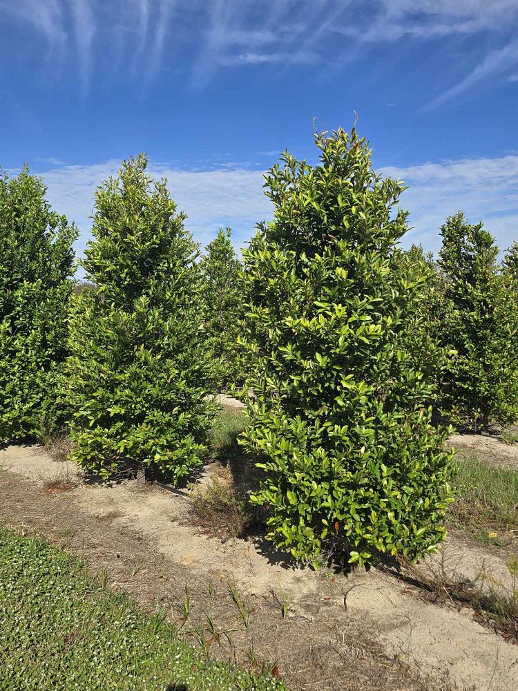 prunus-caroliniana-carolina-cherry-laurel