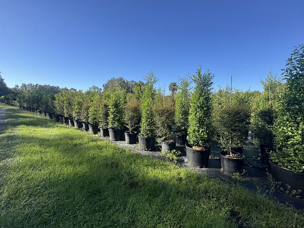 prunus-caroliniana-carolina-cherry-laurel
