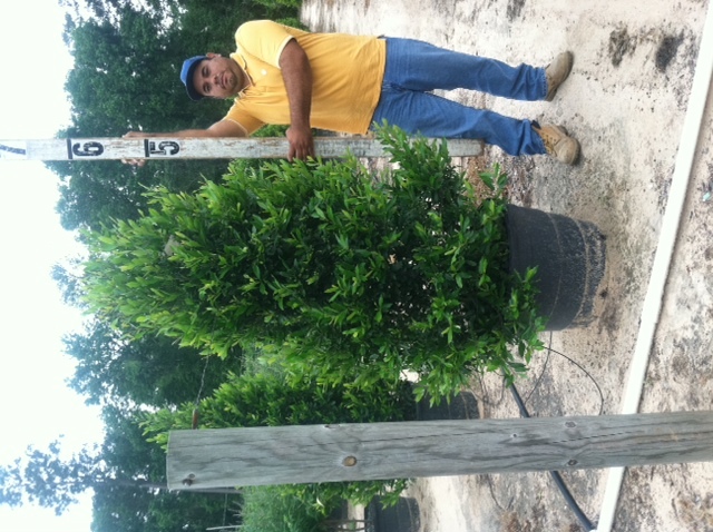prunus-caroliniana-compacta-carolina-cherry-laurel