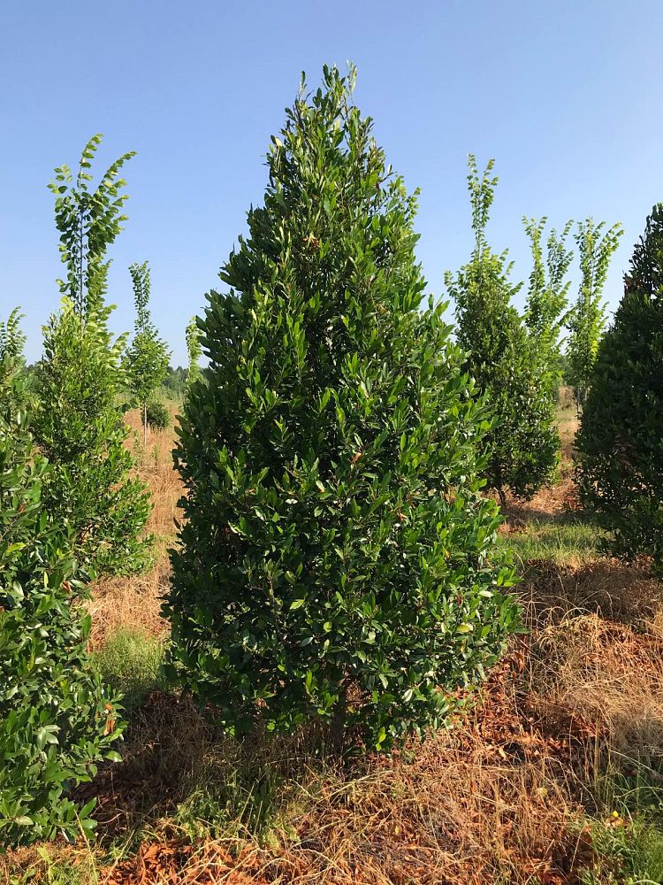 prunus-caroliniana-compacta-carolina-cherry-laurel