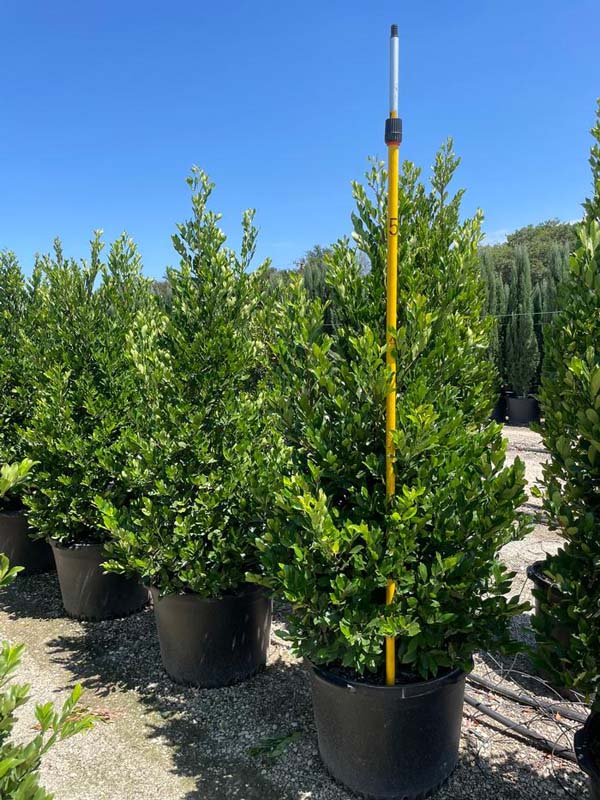 prunus-caroliniana-compacta-carolina-cherry-laurel