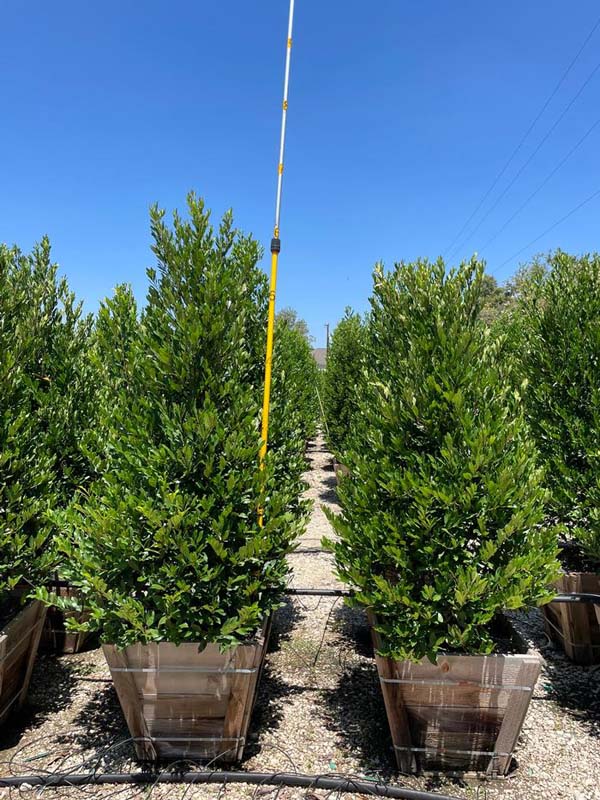 prunus-caroliniana-compacta-carolina-cherry-laurel