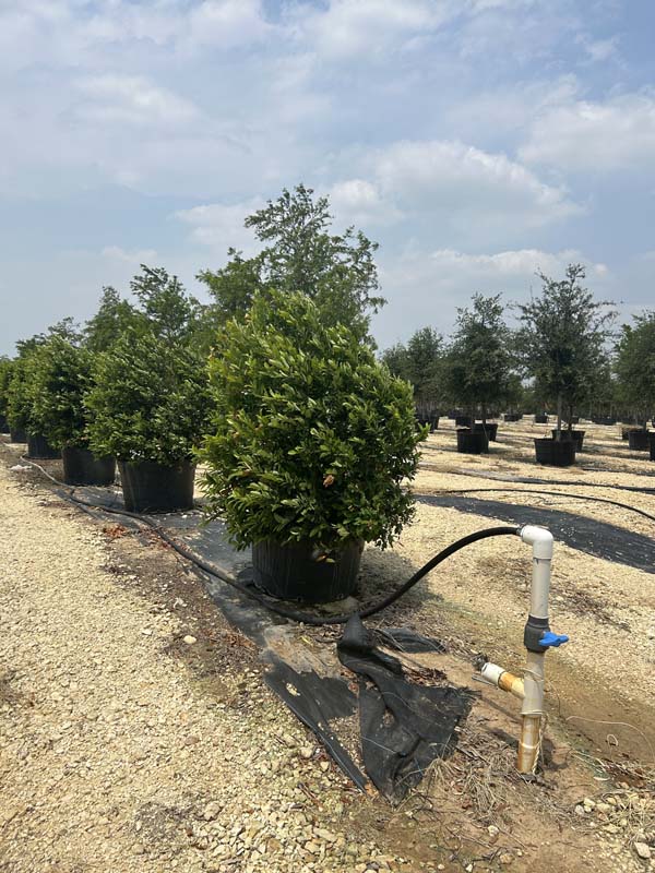 prunus-caroliniana-compacta-carolina-cherry-laurel