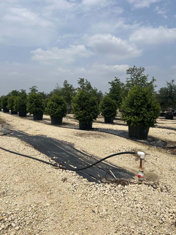 prunus-caroliniana-compacta-carolina-cherry-laurel