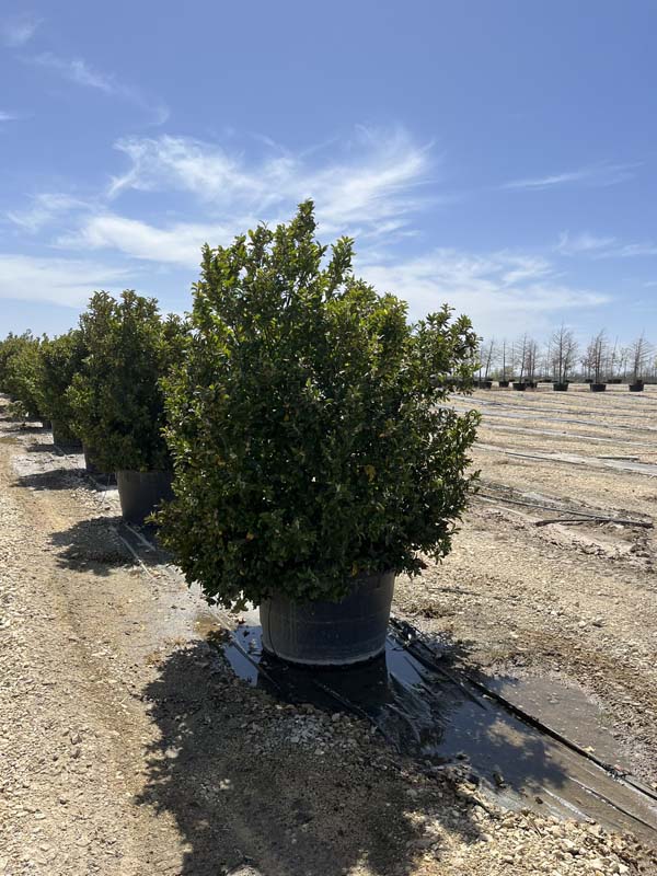 prunus-caroliniana-compacta-carolina-cherry-laurel