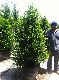 prunus-caroliniana-monus-carolina-cherry-laurel-bright-and-tight