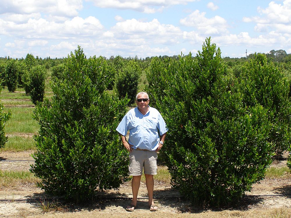 prunus-caroliniana-monus-carolina-cherry-laurel-bright-and-tight