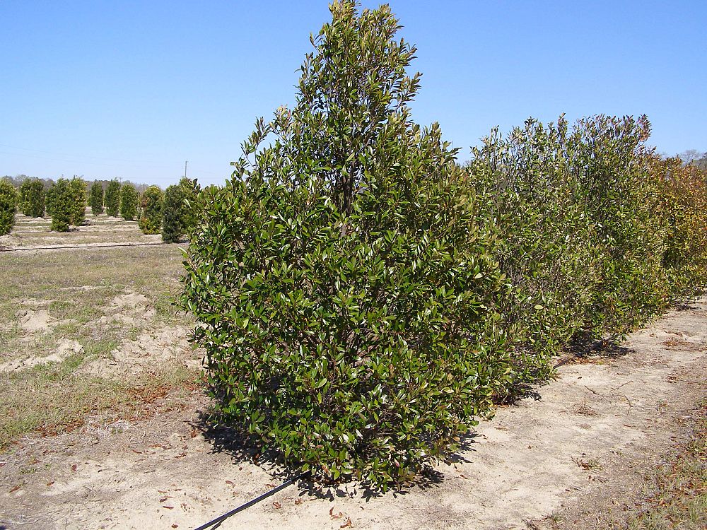 prunus-caroliniana-monus-carolina-cherry-laurel-bright-and-tight