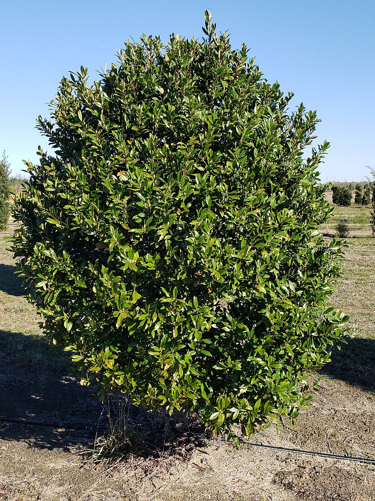 prunus-caroliniana-monus-carolina-cherry-laurel-bright-and-tight