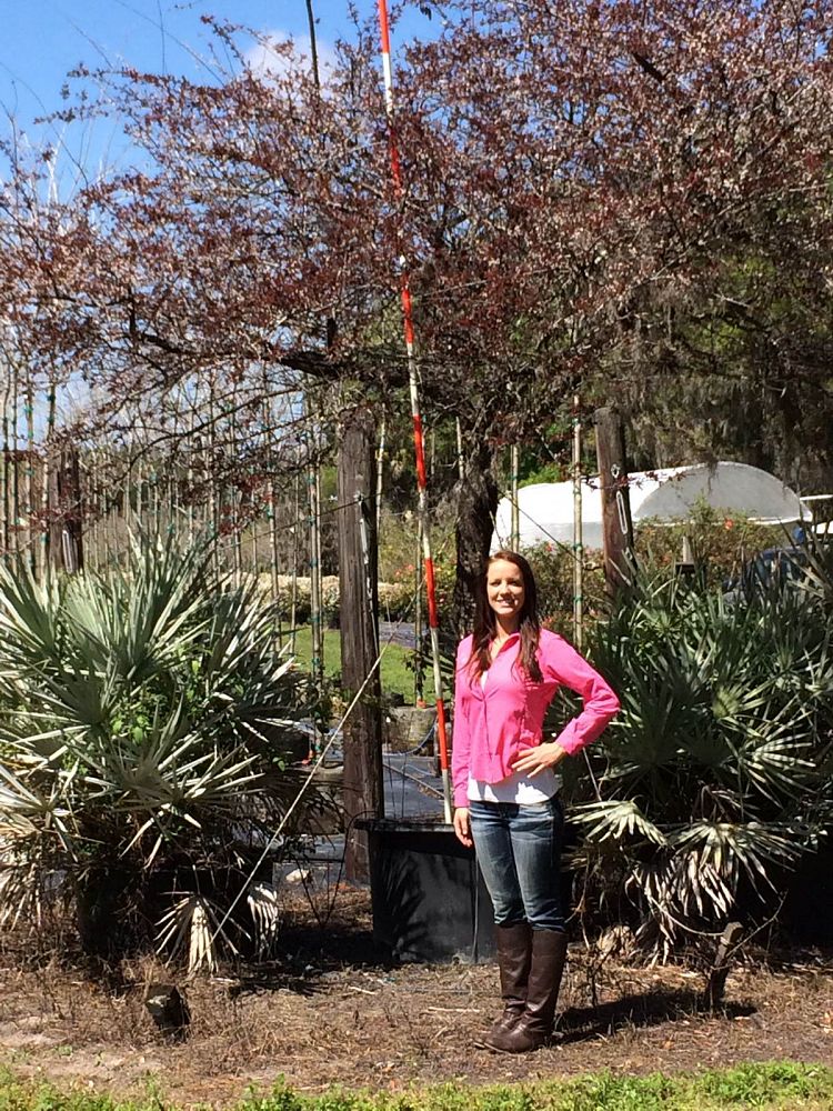 Stardust Farms, Inc. | plantANT.com