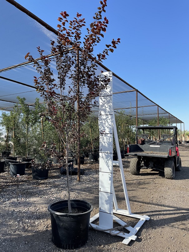 prunus-cerasifera-atropurpurea-purple-leaf-cherry-plum