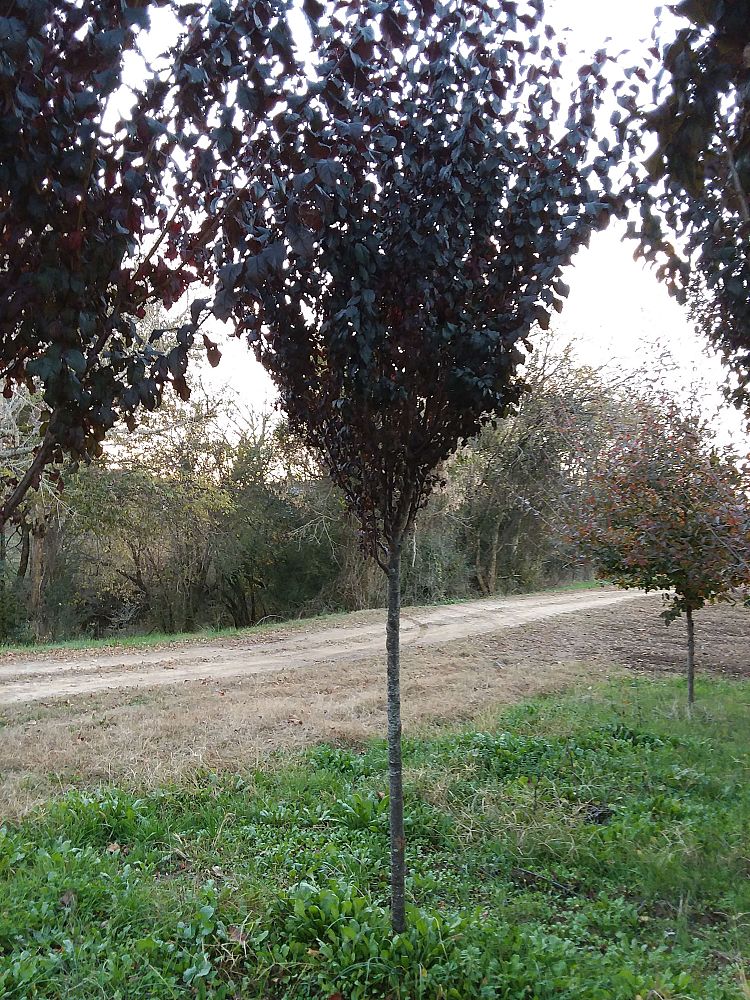 prunus-cerasifera-cipriozam-purple-leaf-cherry-plum-crimson-pointe