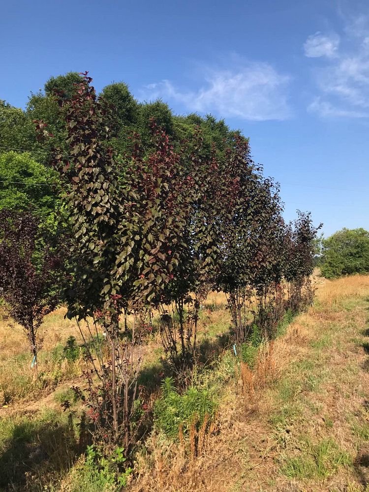 prunus-cerasifera-cipriozam-purple-leaf-cherry-plum-crimson-pointe