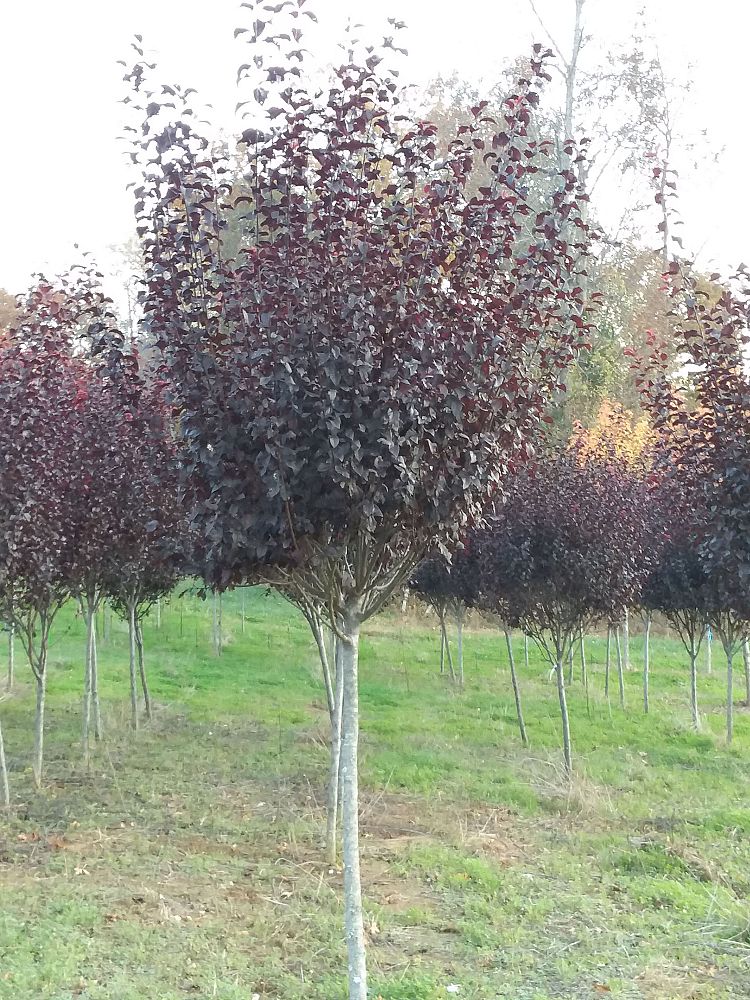 prunus-cerasifera-krauter-vesuvius-purple-cherry-plum