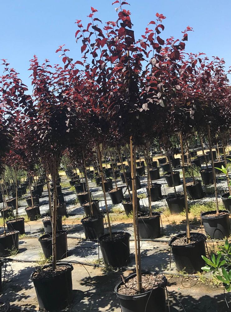 prunus-cerasifera-krauter-vesuvius-purple-cherry-plum