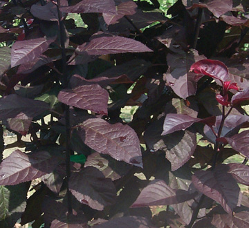 prunus-cerasifera-krauter-vesuvius-purple-cherry-plum