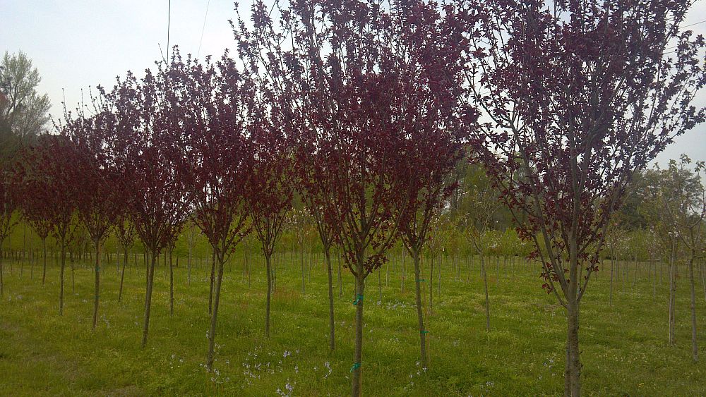 prunus-cerasifera-krauter-vesuvius-purple-cherry-plum