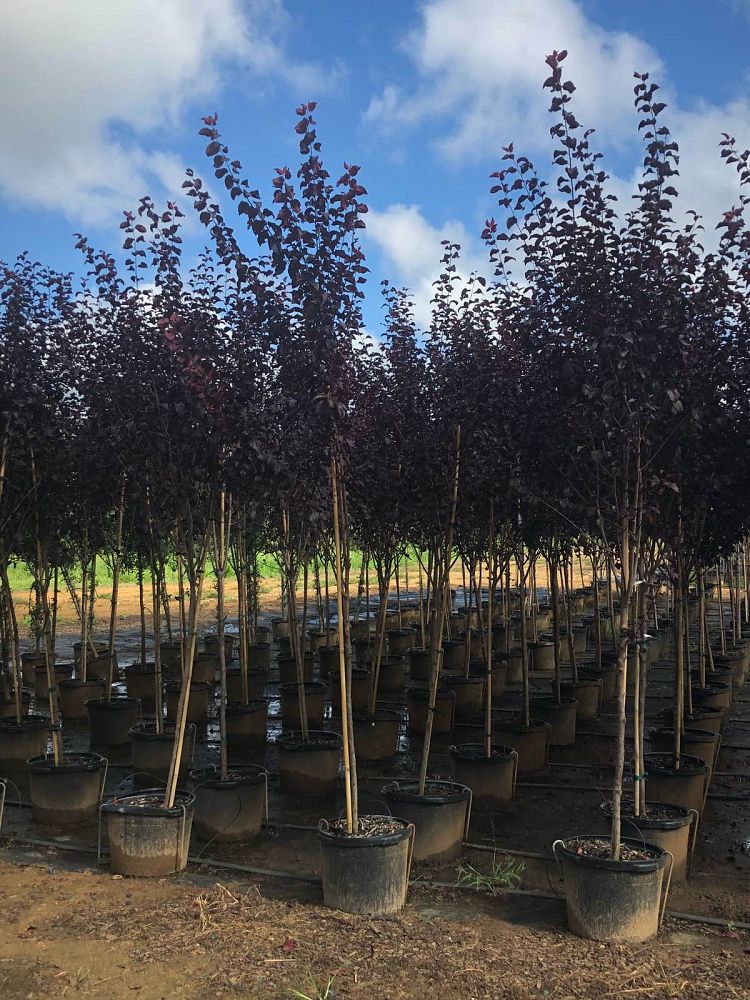 prunus-cerasifera-krauter-vesuvius-purple-cherry-plum
