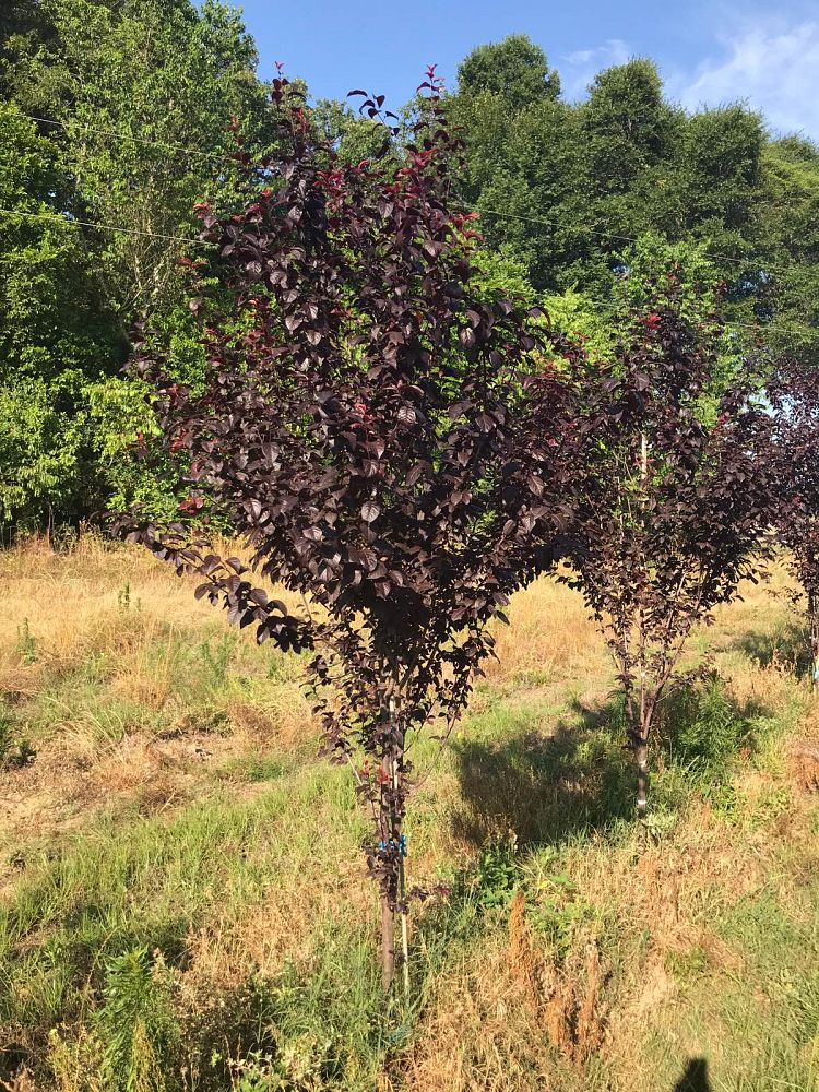 prunus-cerasifera-krauter-vesuvius-purple-cherry-plum