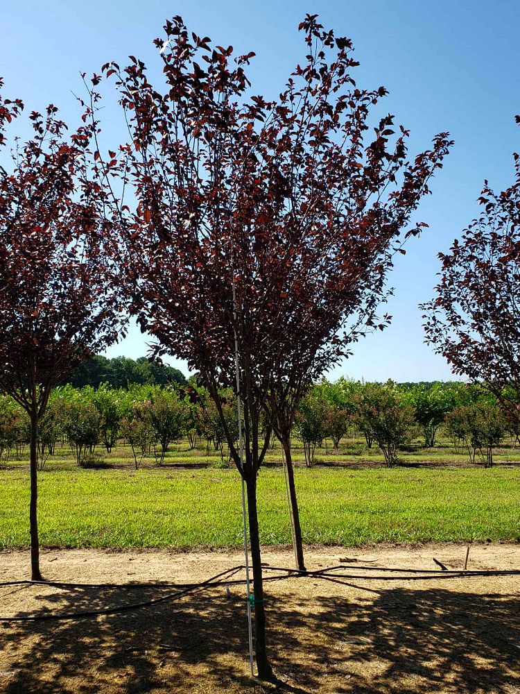 prunus-cerasifera-krauter-vesuvius-purple-cherry-plum