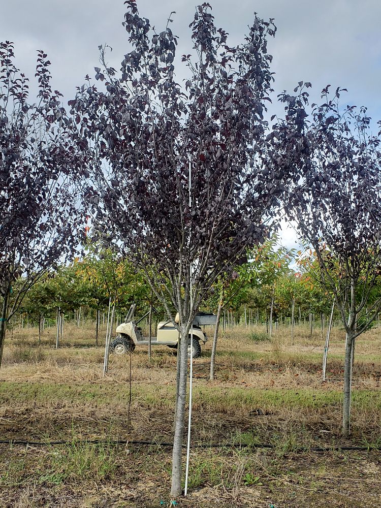 prunus-cerasifera-krauter-vesuvius-purple-cherry-plum