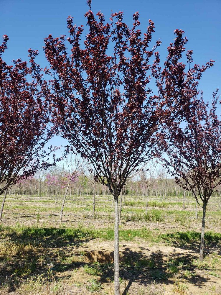 prunus-cerasifera-krauter-vesuvius-purple-cherry-plum