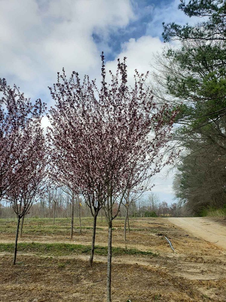 prunus-cerasifera-krauter-vesuvius-purple-cherry-plum