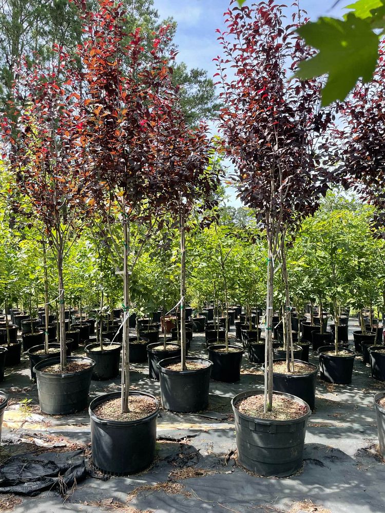 prunus-cerasifera-krauter-vesuvius-purple-cherry-plum