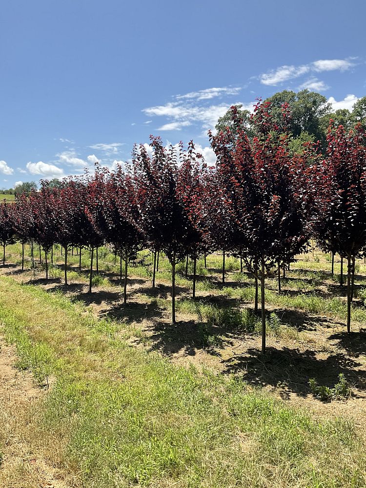prunus-cerasifera-krauter-vesuvius-purple-cherry-plum