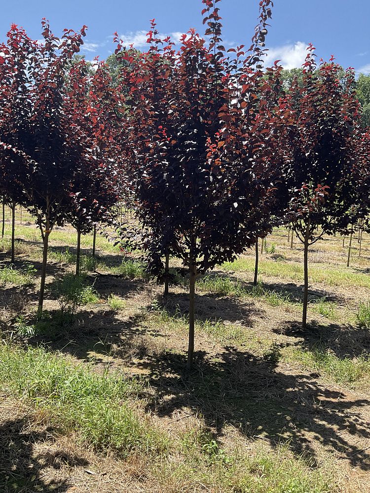 prunus-cerasifera-krauter-vesuvius-purple-cherry-plum