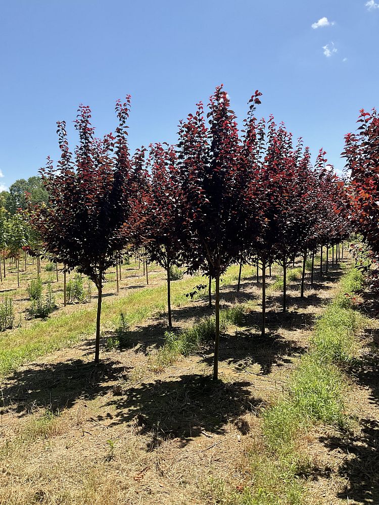 prunus-cerasifera-krauter-vesuvius-purple-cherry-plum