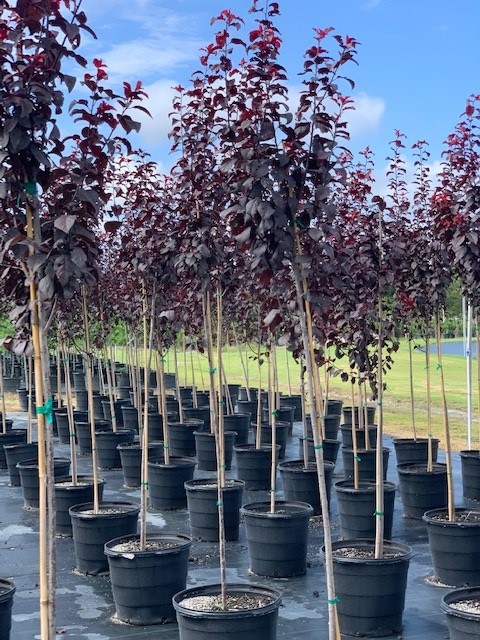 prunus-cerasifera-purple-leaf-cherry-plum