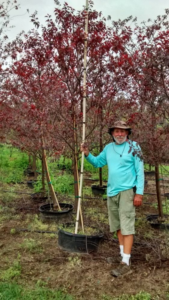 Chestnut Hill Nursery