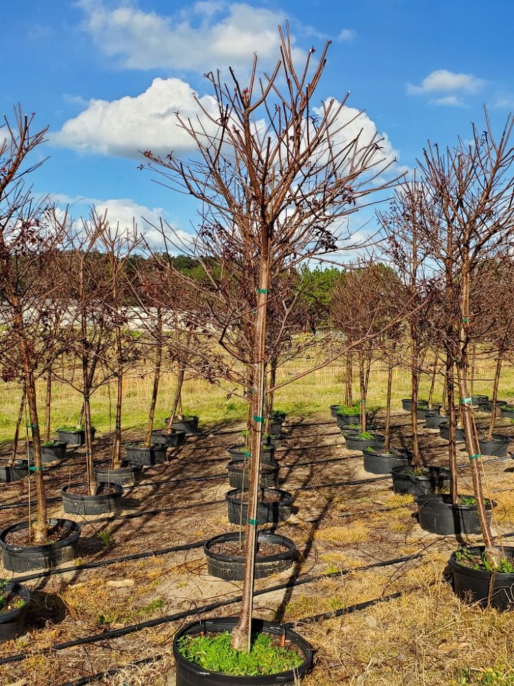 Chestnut Hill Nursery