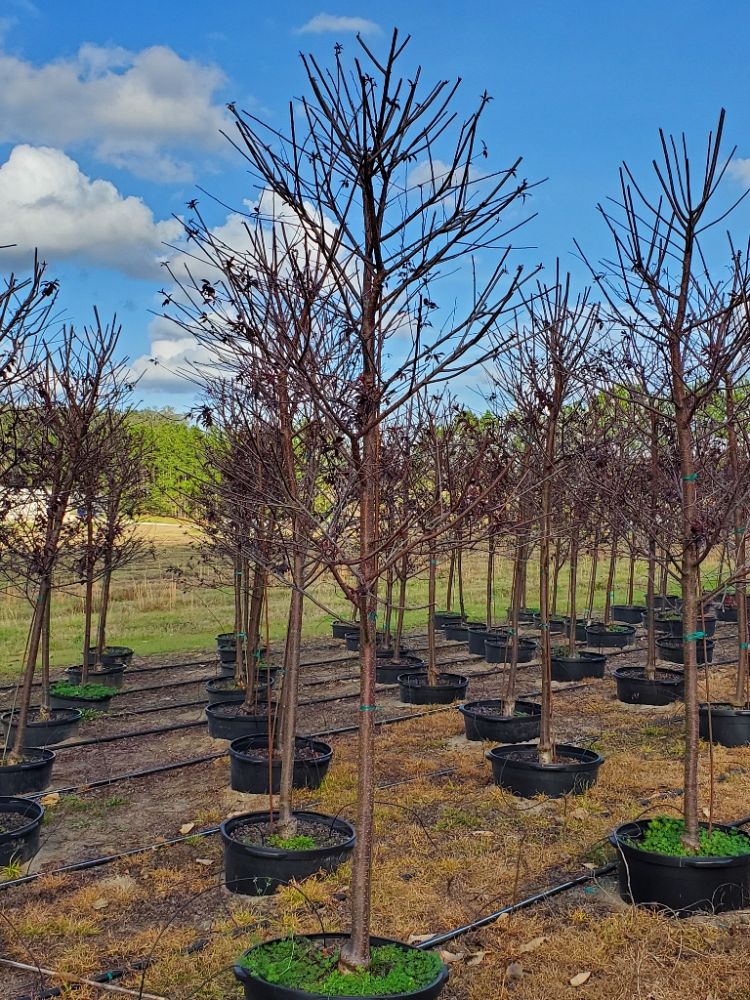 Chestnut Hill Nursery