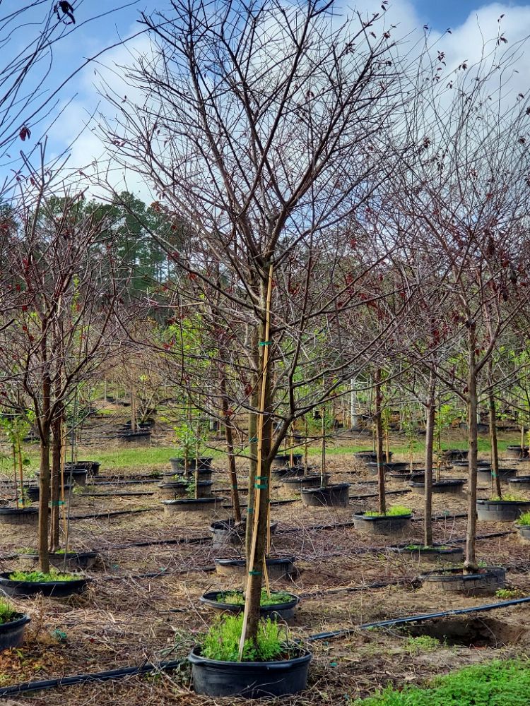 Chestnut Hill Nursery
